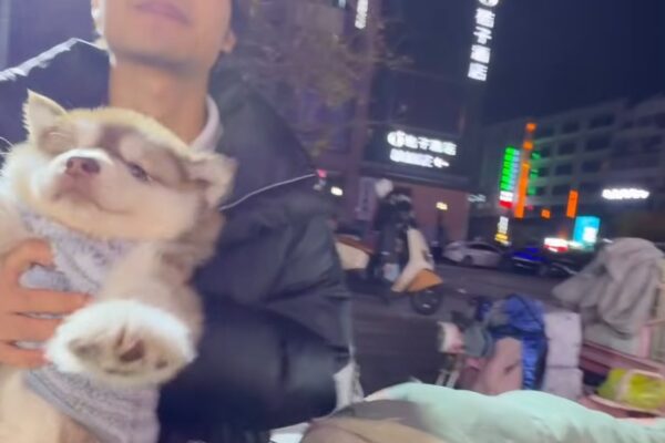 Cina: Xi’an, cuccioli di cani e gatti venduti in strada: il lato meno visibile della pet economy cinese